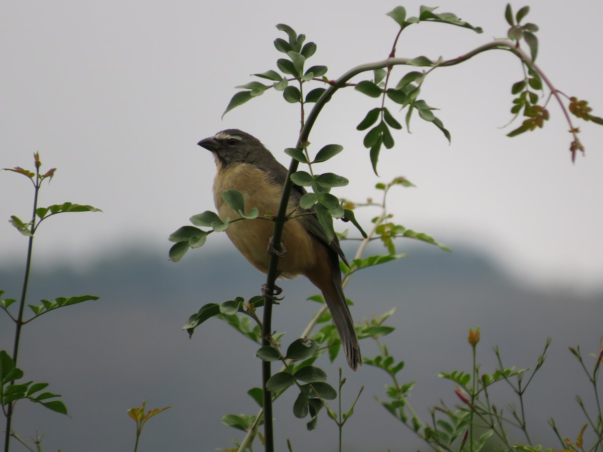 Bluish-gray Saltator - Jazmín Carjuzaa