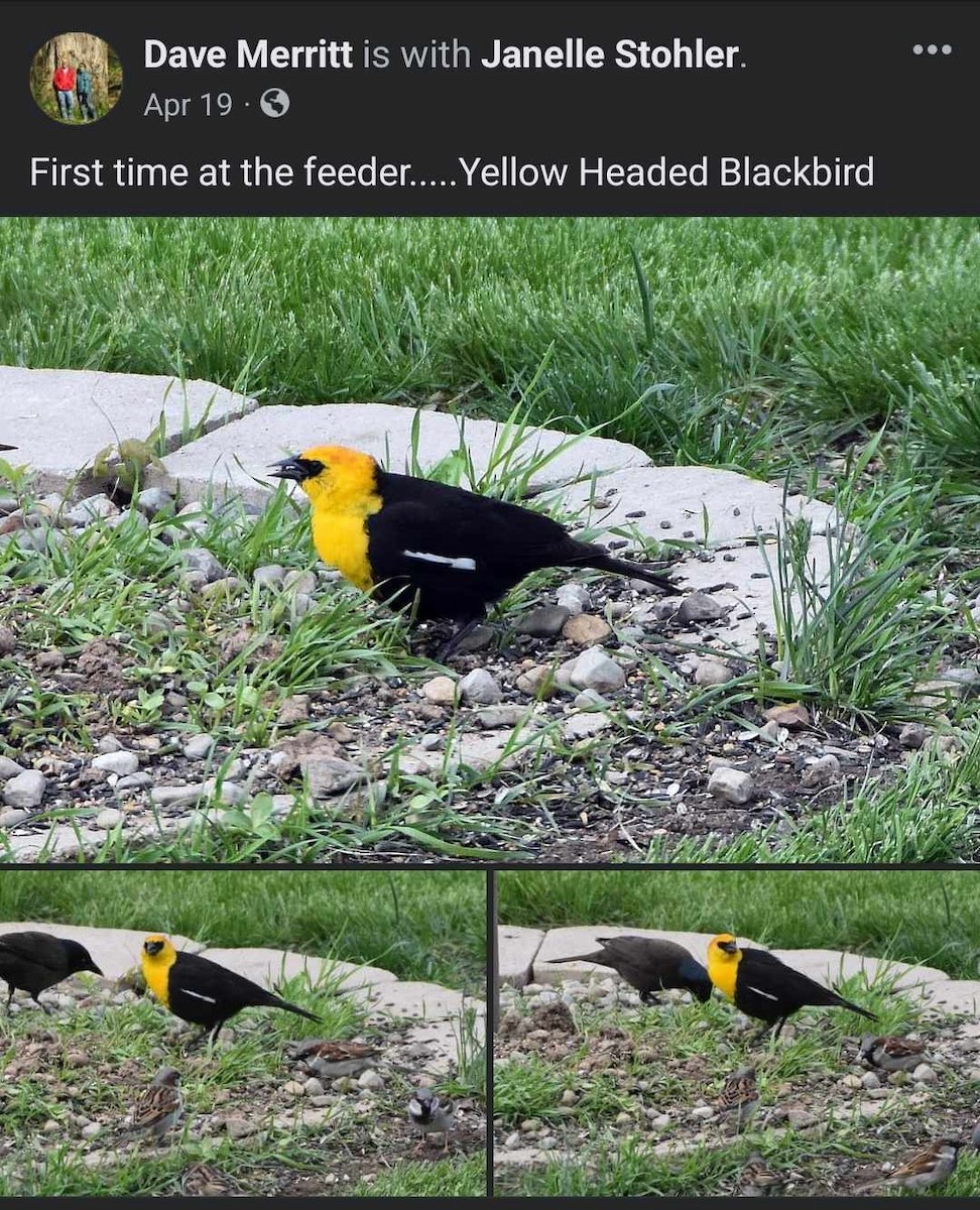 Yellow-headed Blackbird - ML618985528