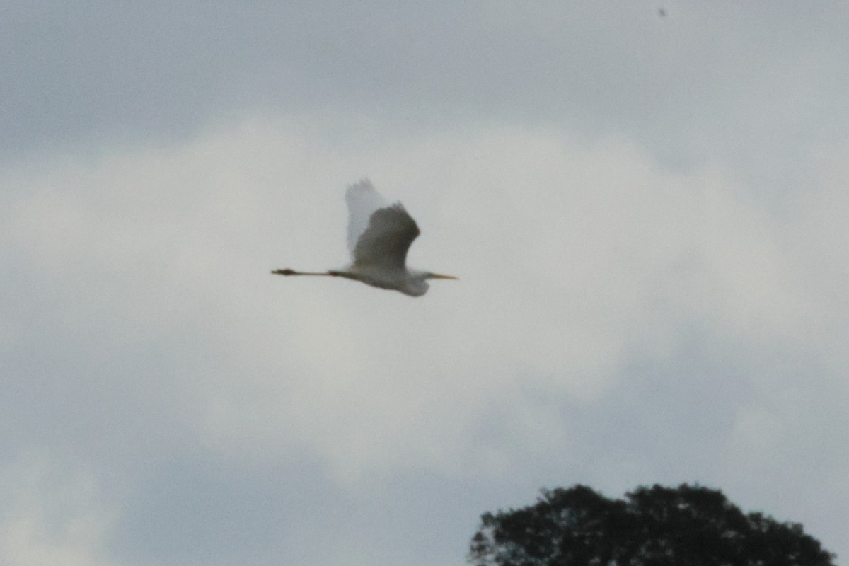 Great Egret - Alexandre Hespanhol Leitão