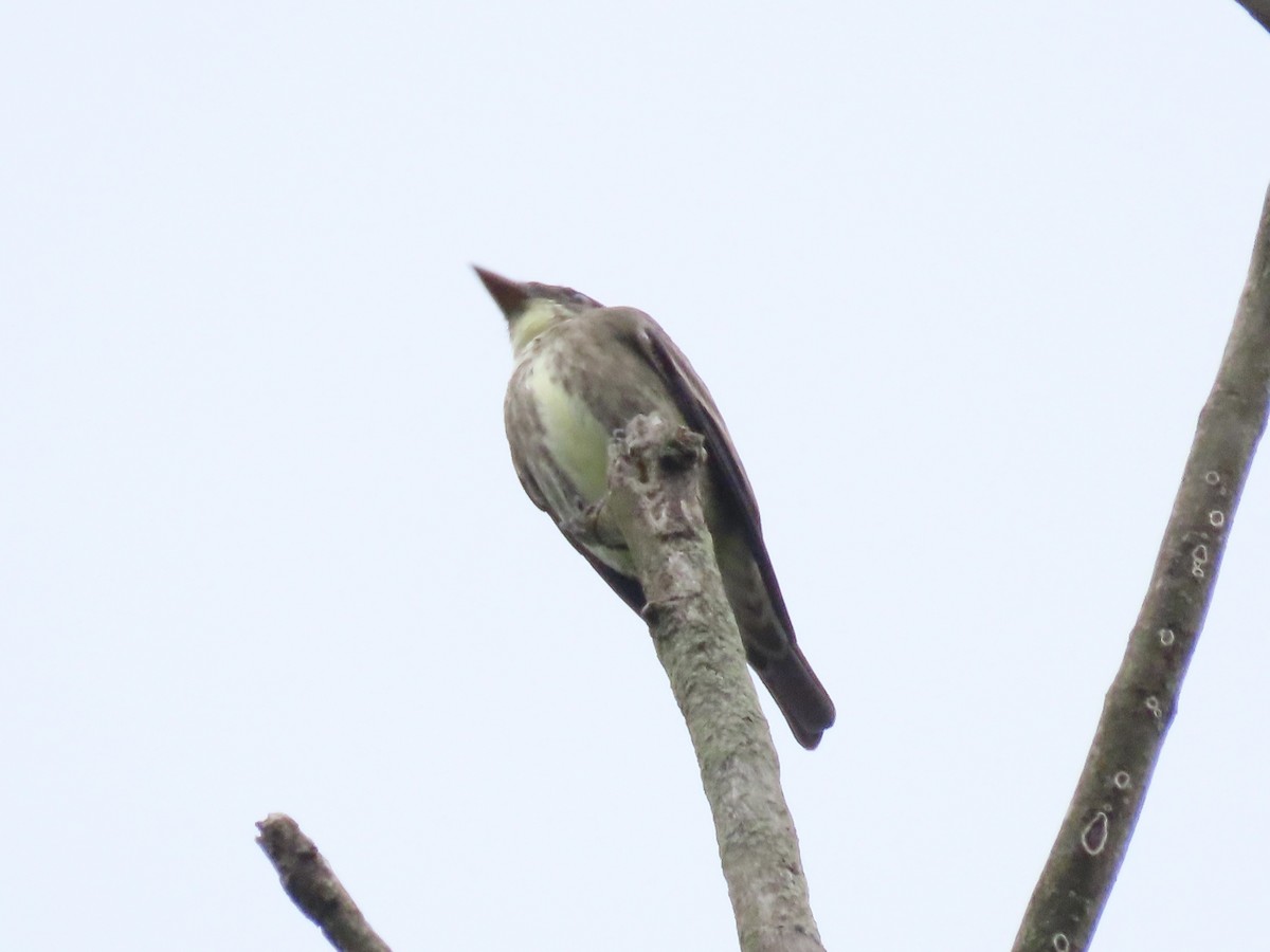 Olive-sided Flycatcher - Tim Carney