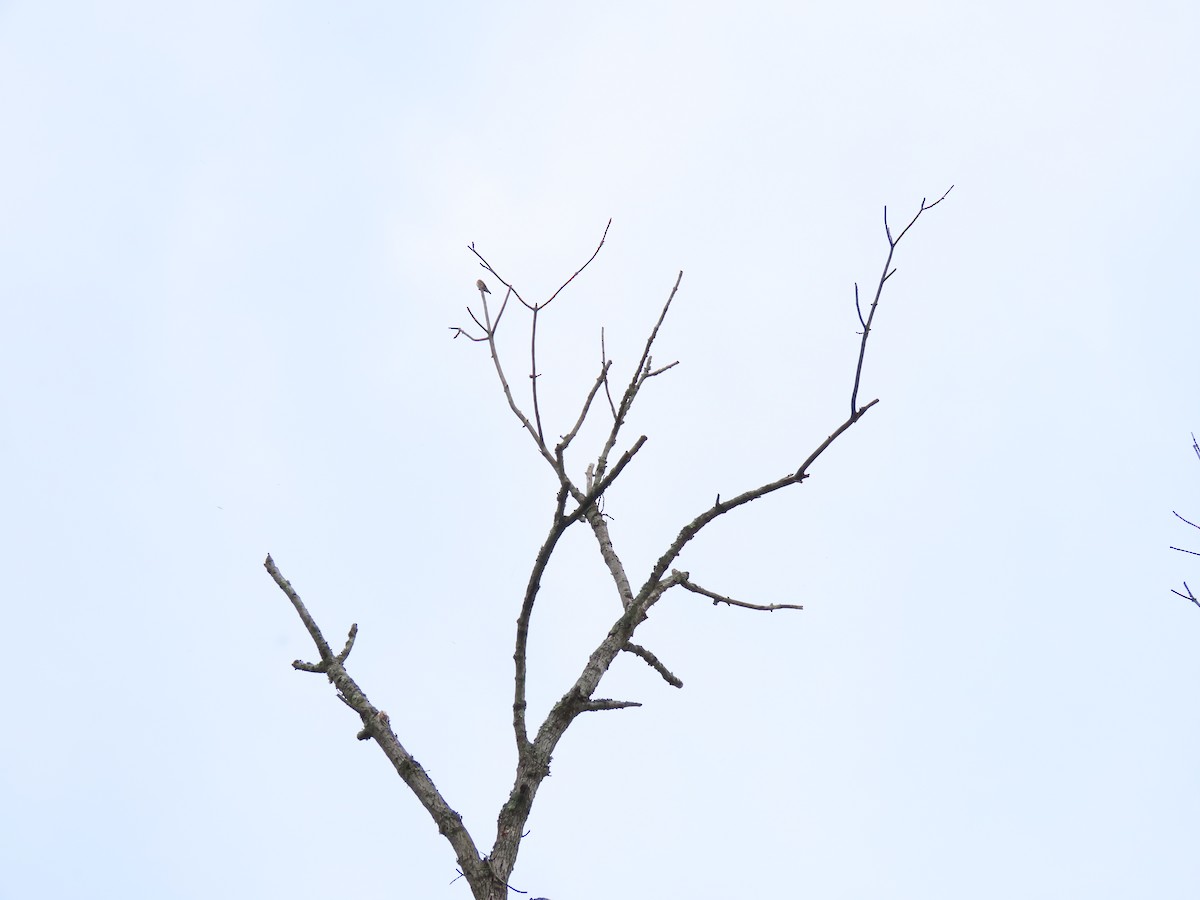 Olive-sided Flycatcher - Tim Carney