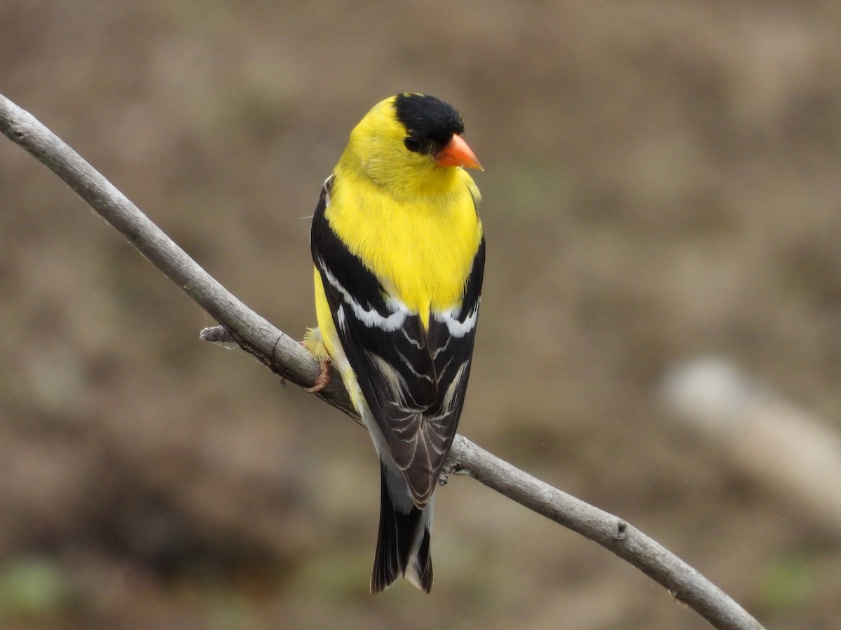 American Goldfinch - ML618985562