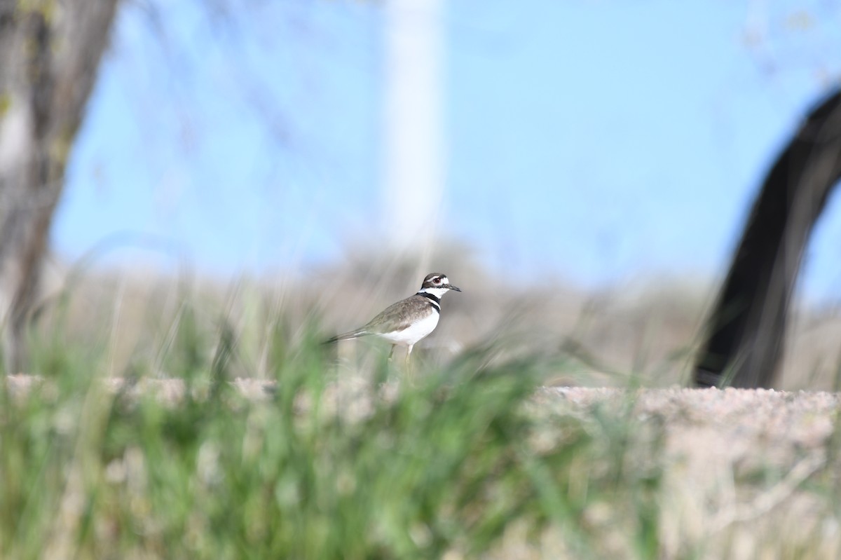 Killdeer - ML618985566