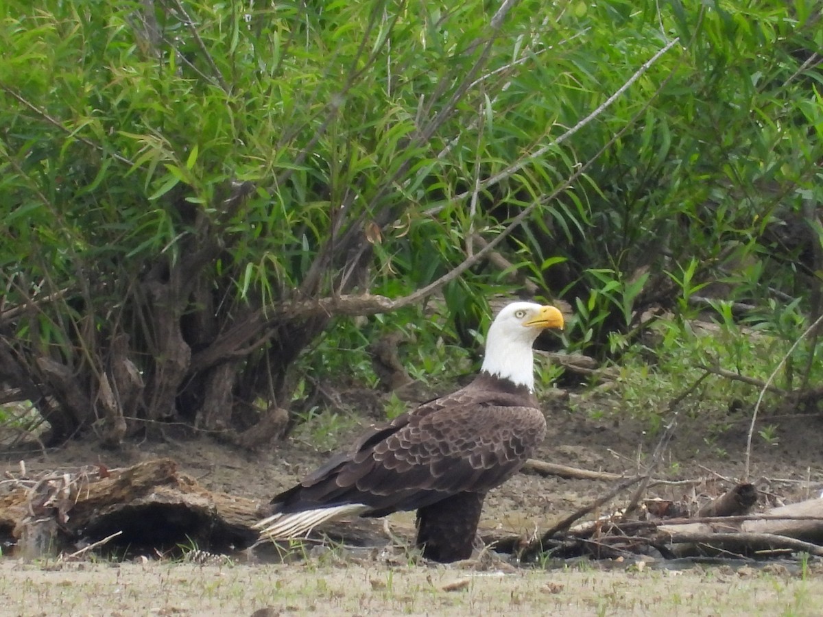 Bald Eagle - ML618985586