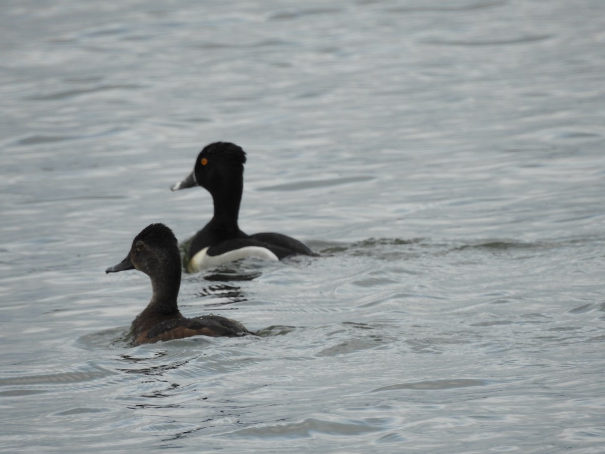 Ring-necked Duck - Richard Lepage