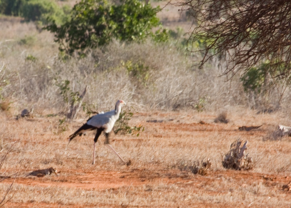 Secretarybird - Tim Harrop