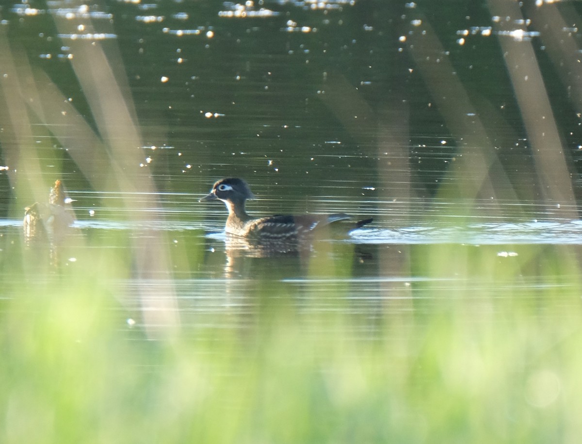 Wood Duck - ML618985613