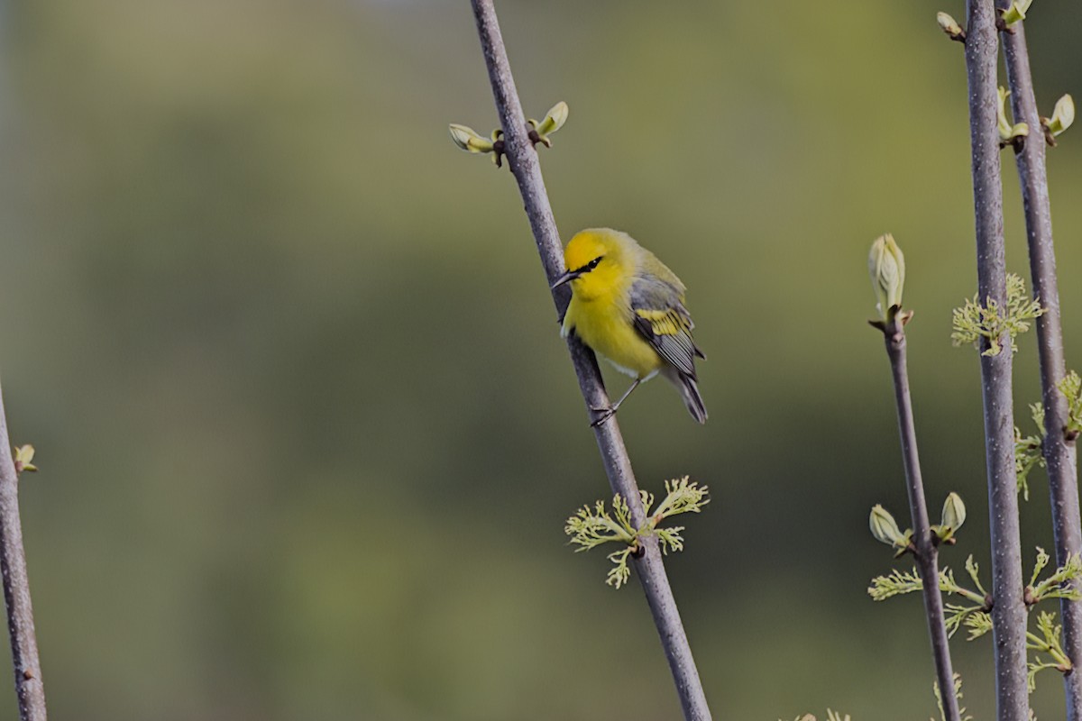 Golden-winged x Blue-winged Warbler (hybrid) - ML618985615