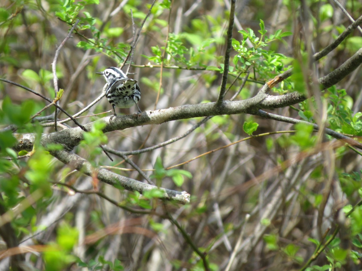 Black-and-white Warbler - Paul Kursewicz