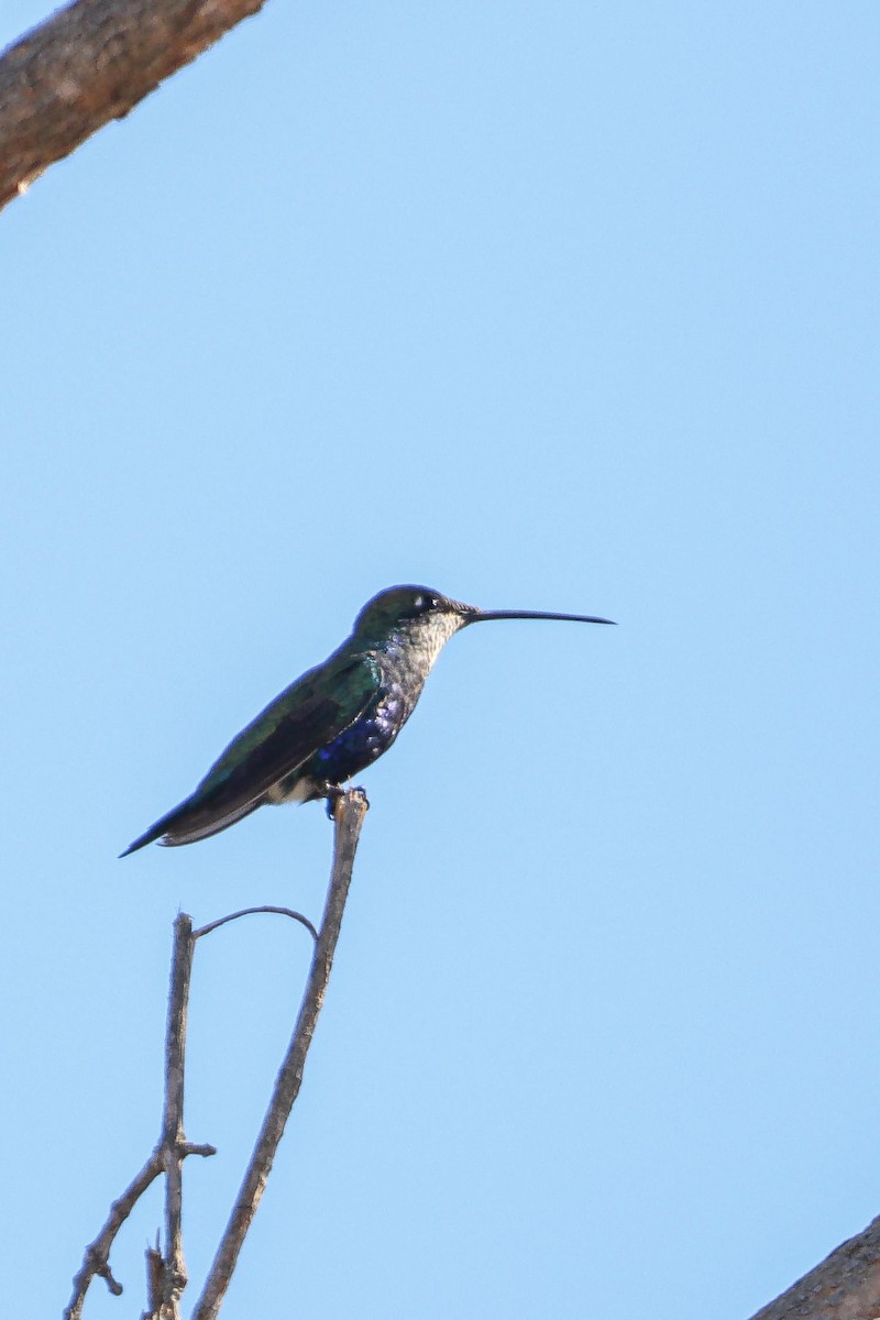 Colibrí de Barbijo - ML618985633