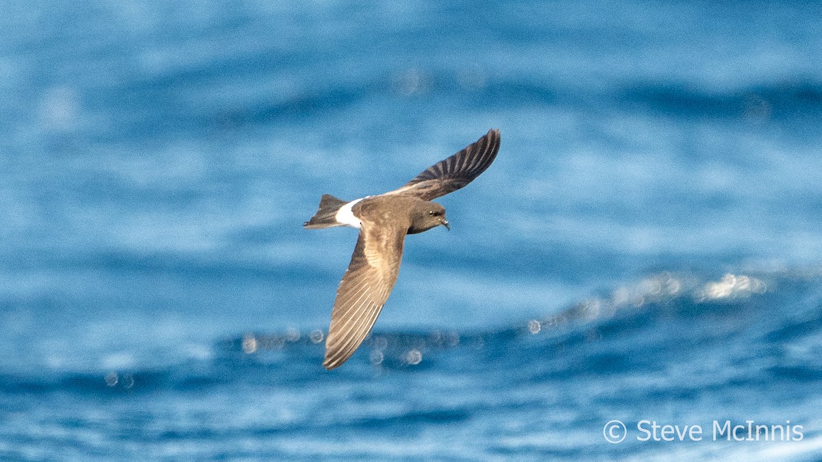 Wilson's Storm-Petrel - Steve McInnis