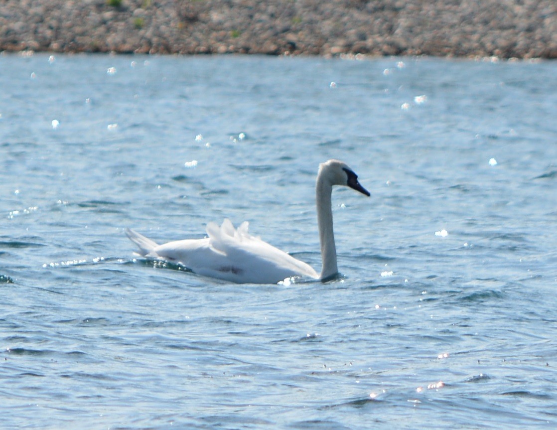 Mute Swan - Paul Messing