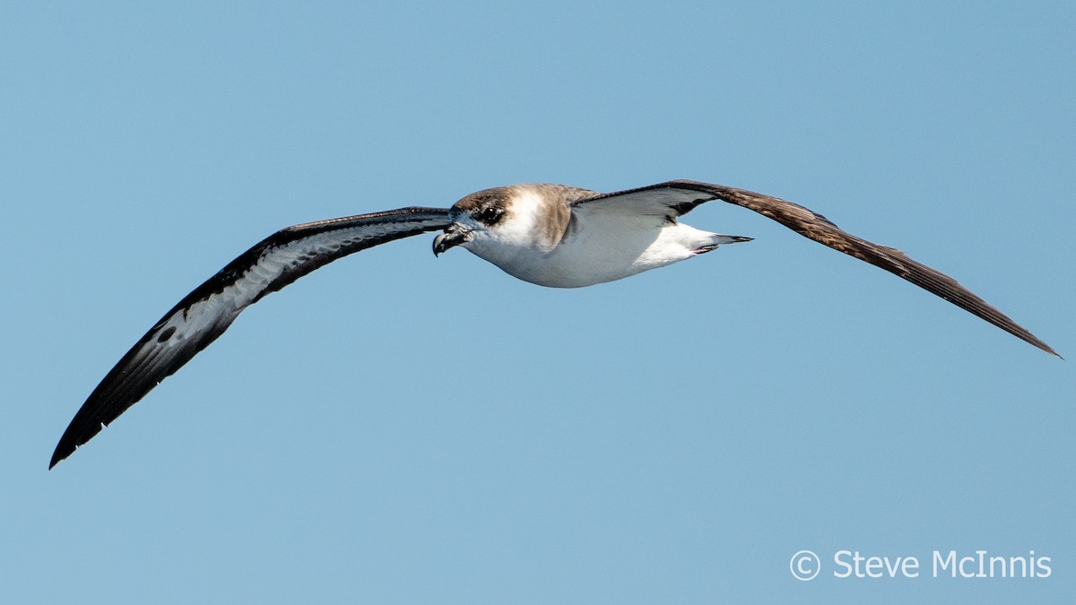 Black-capped Petrel - Steve McInnis