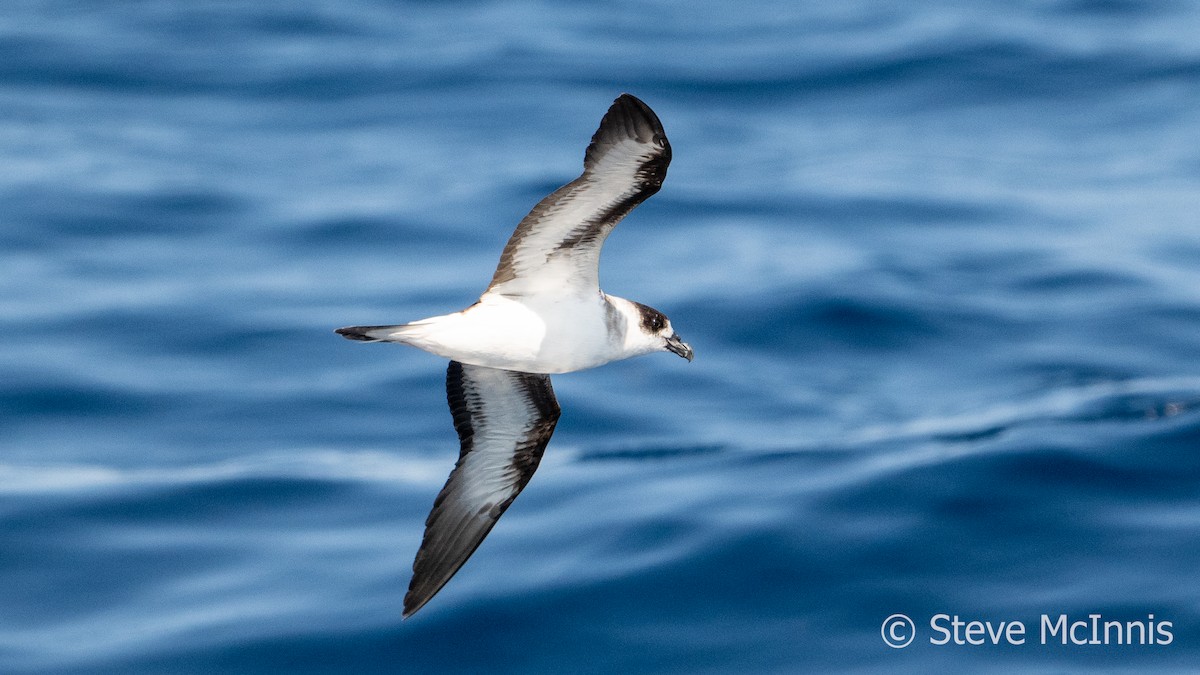 Black-capped Petrel - Steve McInnis