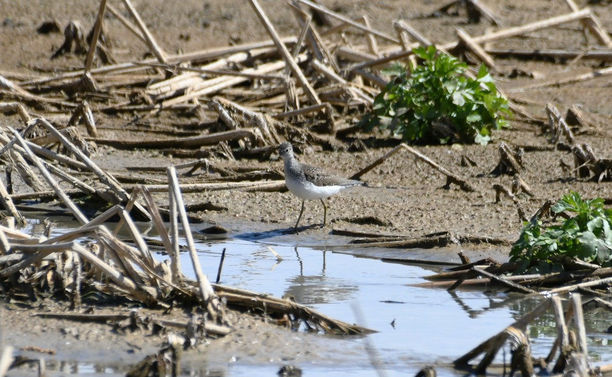 Solitary Sandpiper - ML618985684