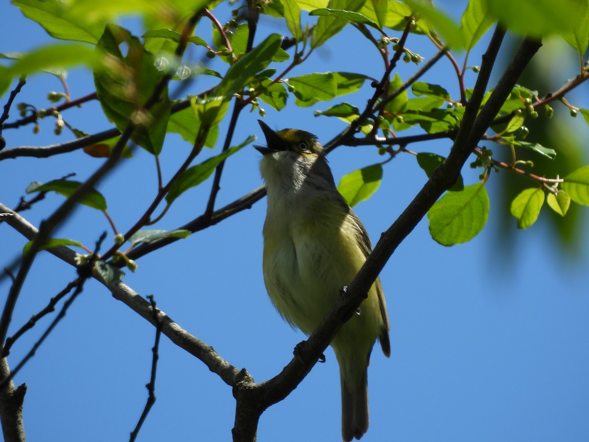 Ak Gözlü Vireo - ML618985689