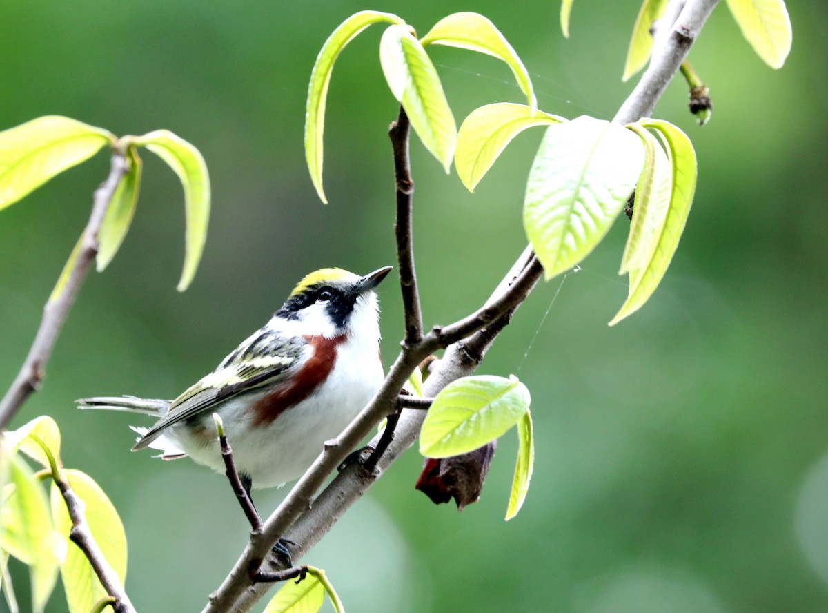 Chestnut-sided Warbler - ML618985706