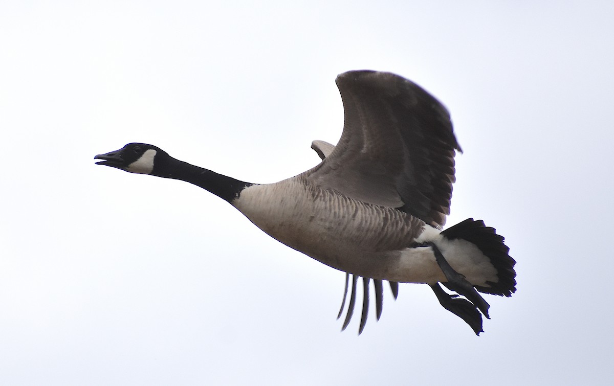 Canada Goose - ML618985708