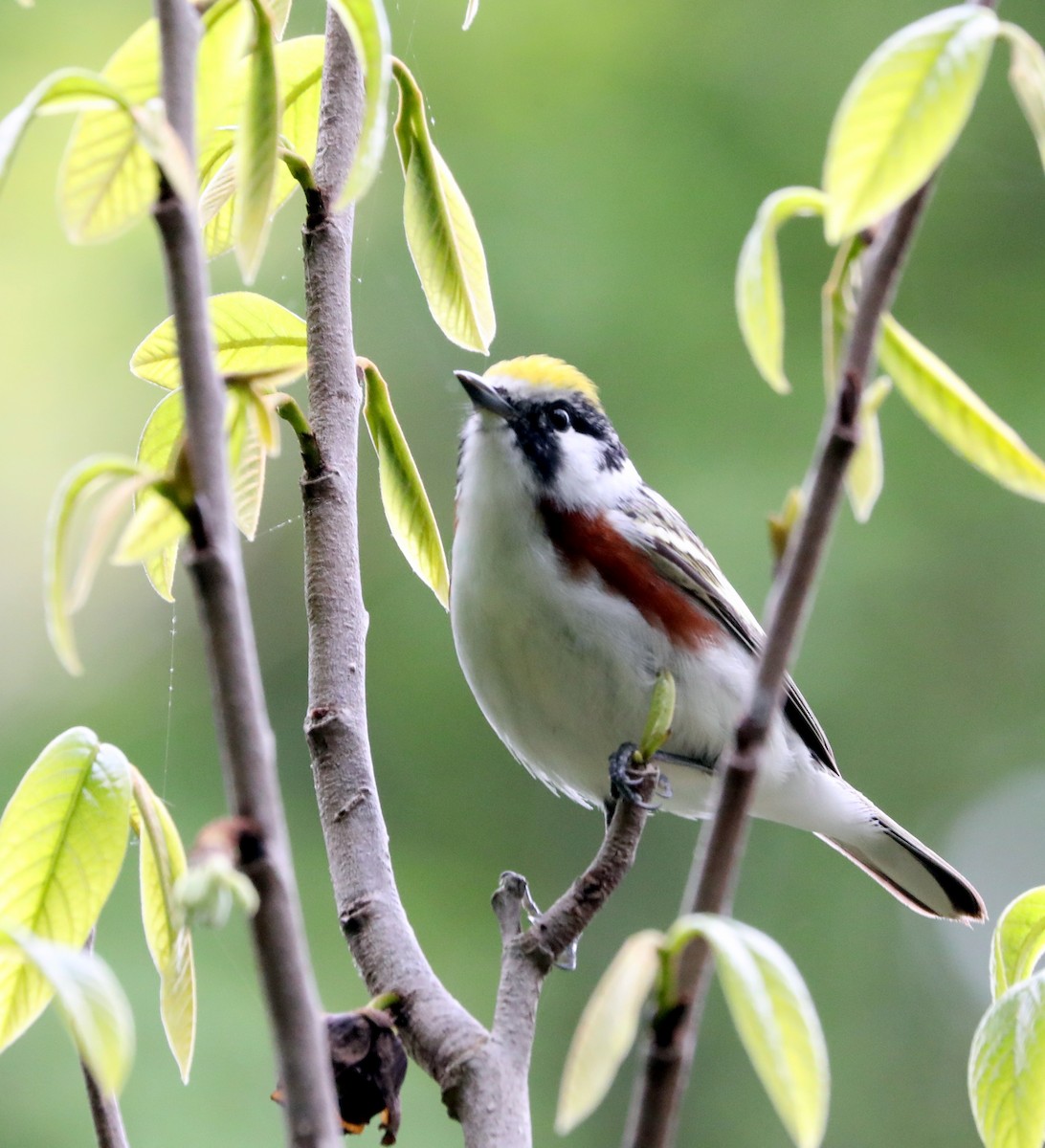 Chestnut-sided Warbler - ML618985716