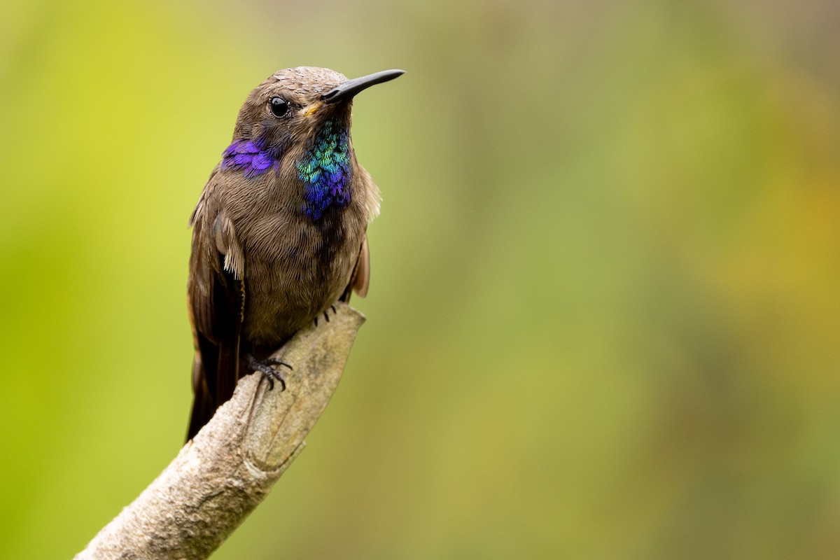 Brown Violetear - Michael Cook