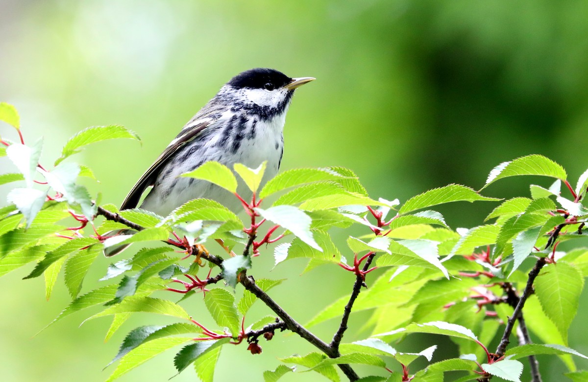 Blackpoll Warbler - ML618985750