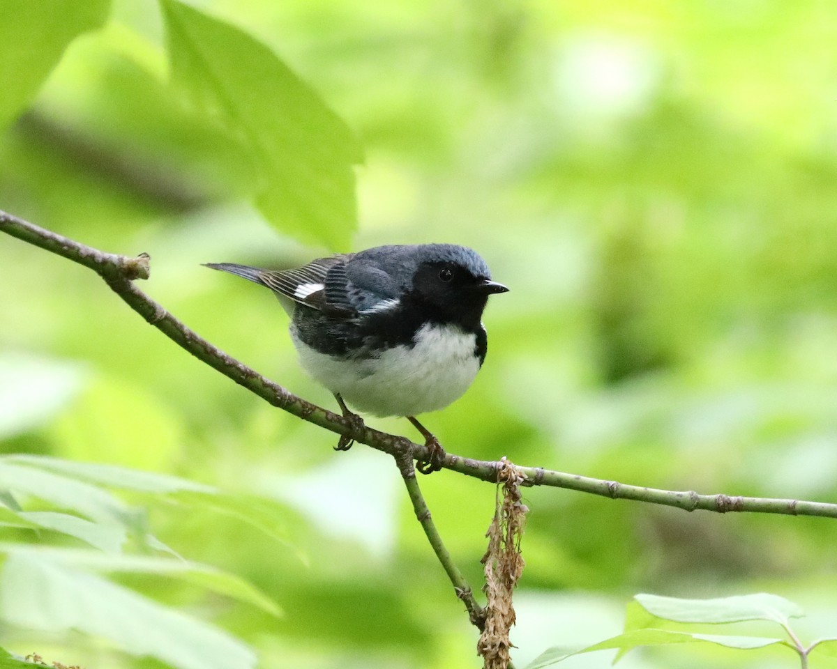 Black-throated Blue Warbler - ML618985790