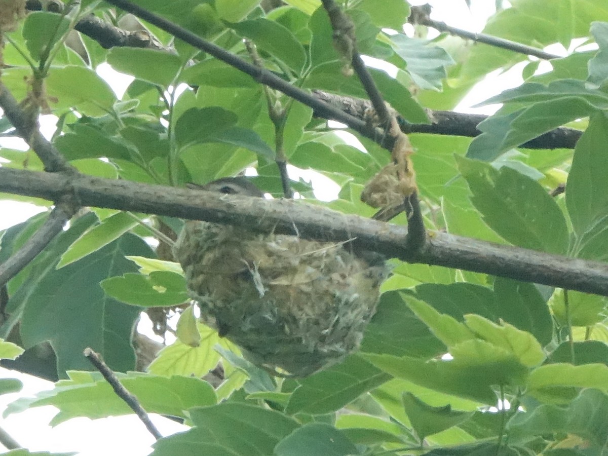 Warbling Vireo (Western) - ML618985812