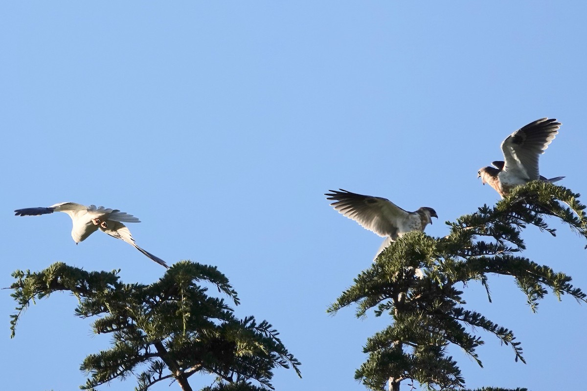 White-tailed Kite - Neepa s
