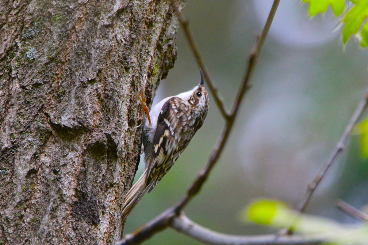 Brown Creeper - Dylan Micallef