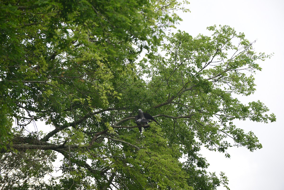 Mississippi Kite - Ruiqi Wang