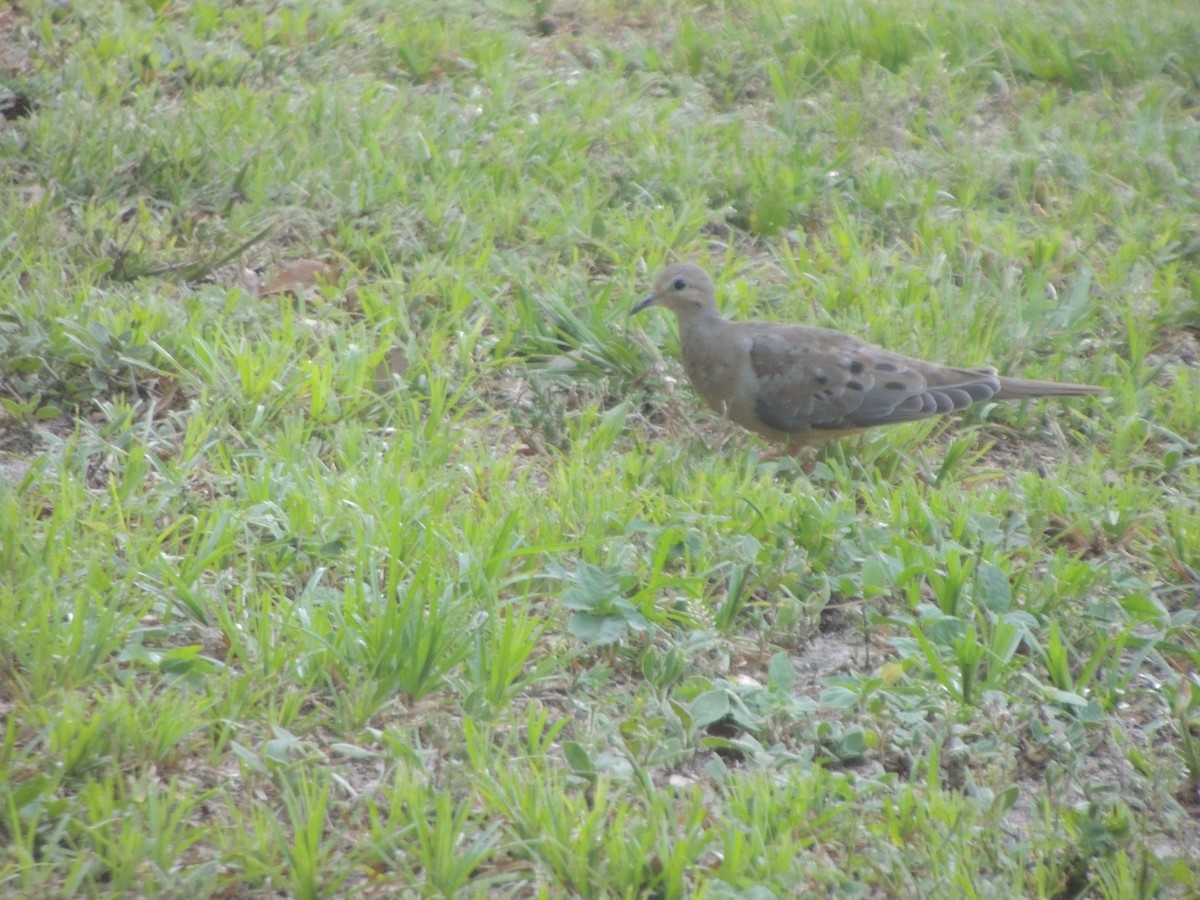 Mourning Dove - Mynnie Williams