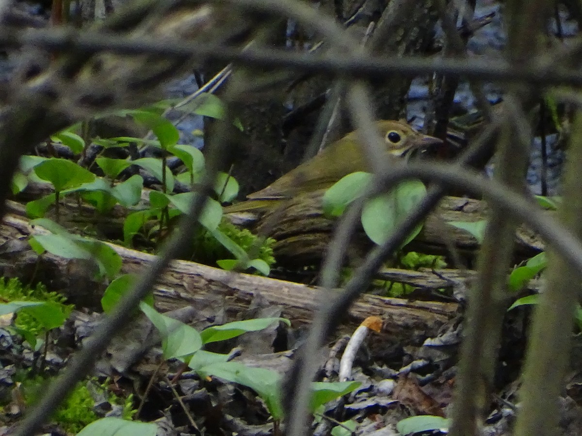 Ovenbird - ML618985876