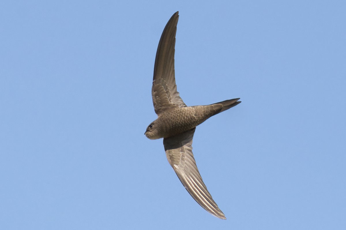 Plain Swift - Vilhelm Fagerström