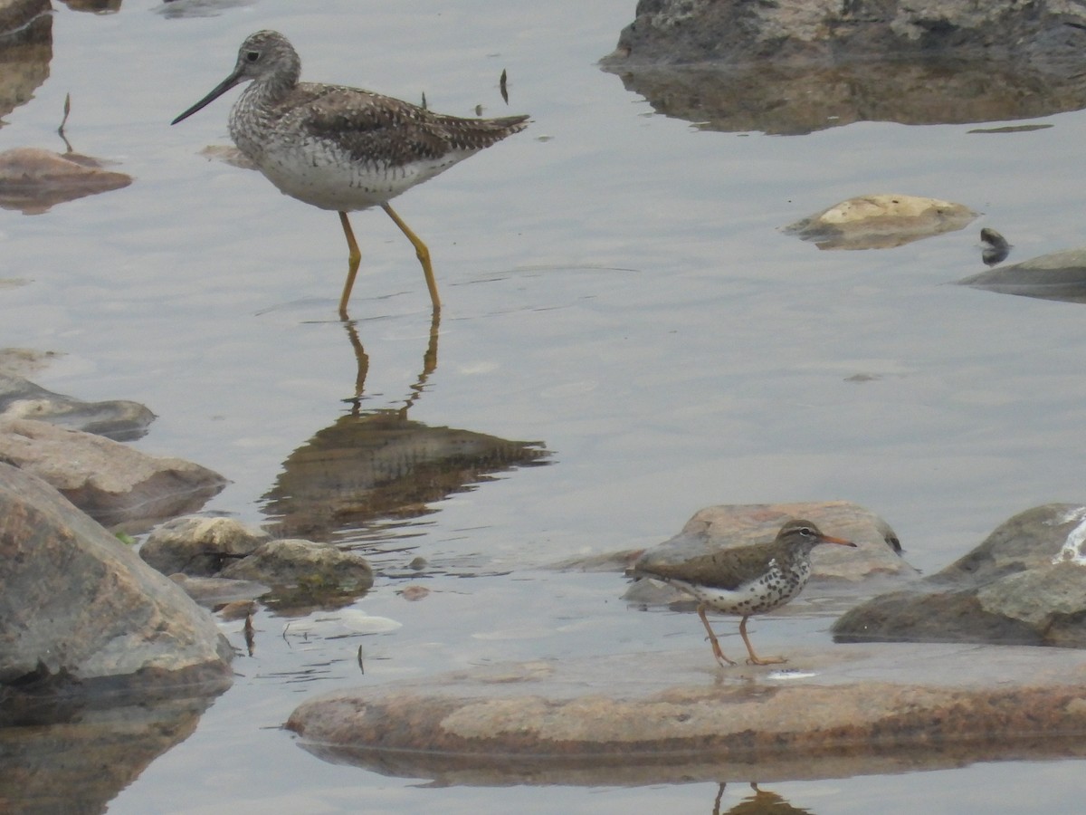 Greater Yellowlegs - ML618985900