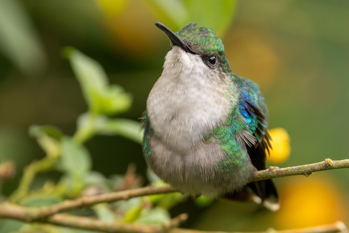 Crowned Woodnymph (Northern/Colombian Violet-crowned) - ML618985913