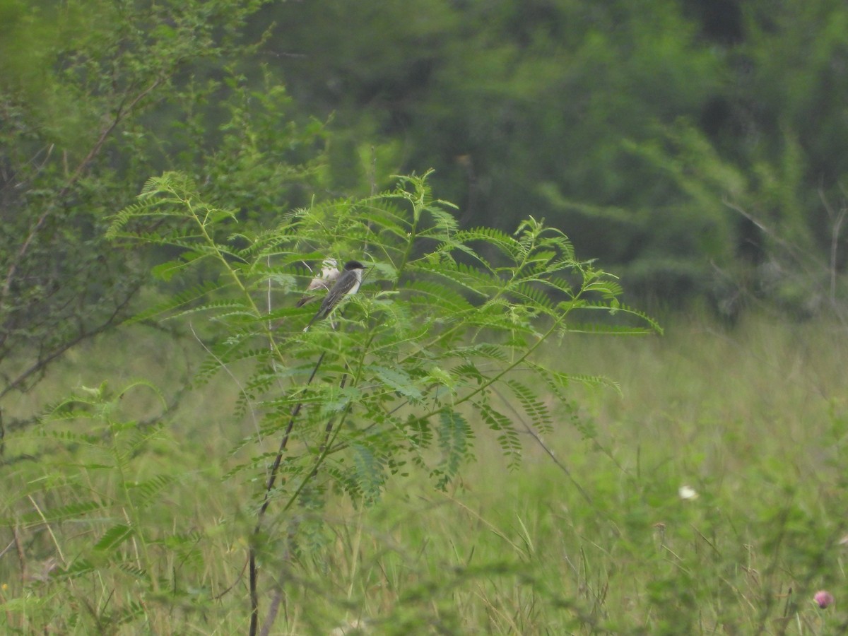 Eastern Kingbird - ML618985935