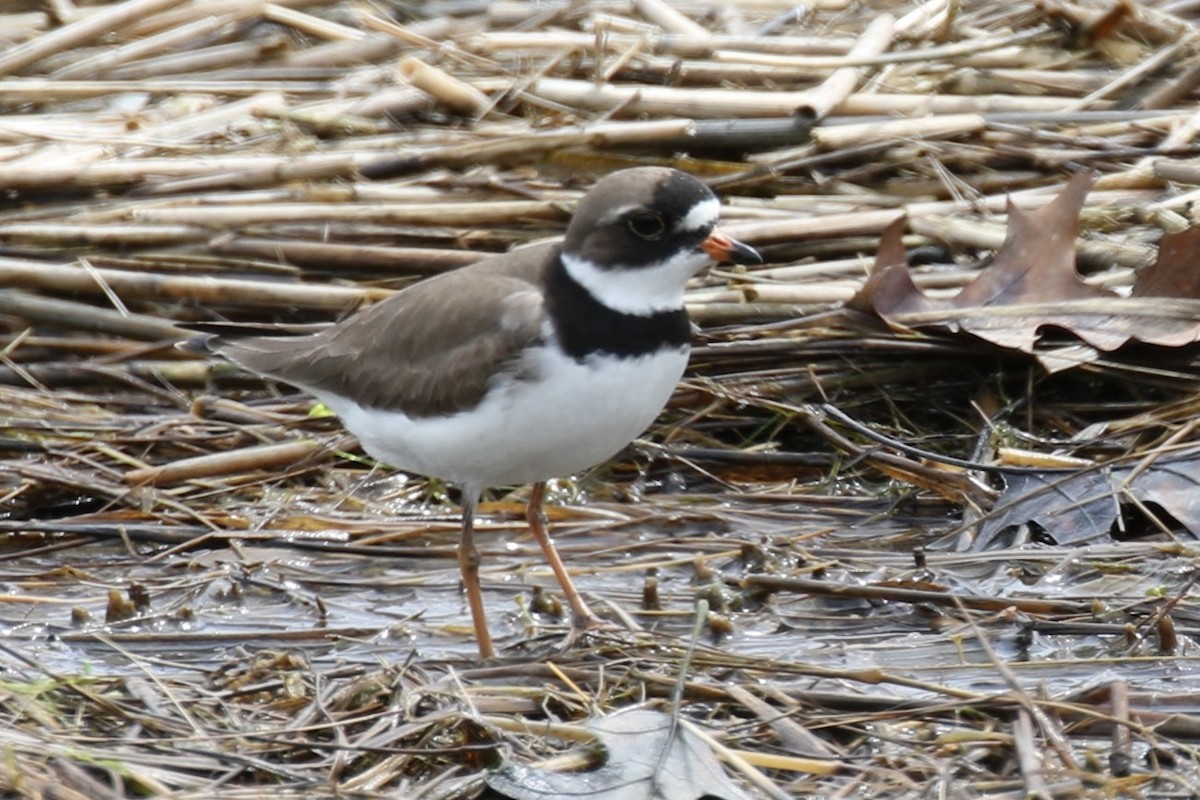 Semipalmated Plover - ML618985961