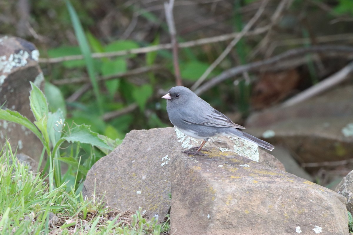 Dark-eyed Junco (Slate-colored) - Michelle Chase