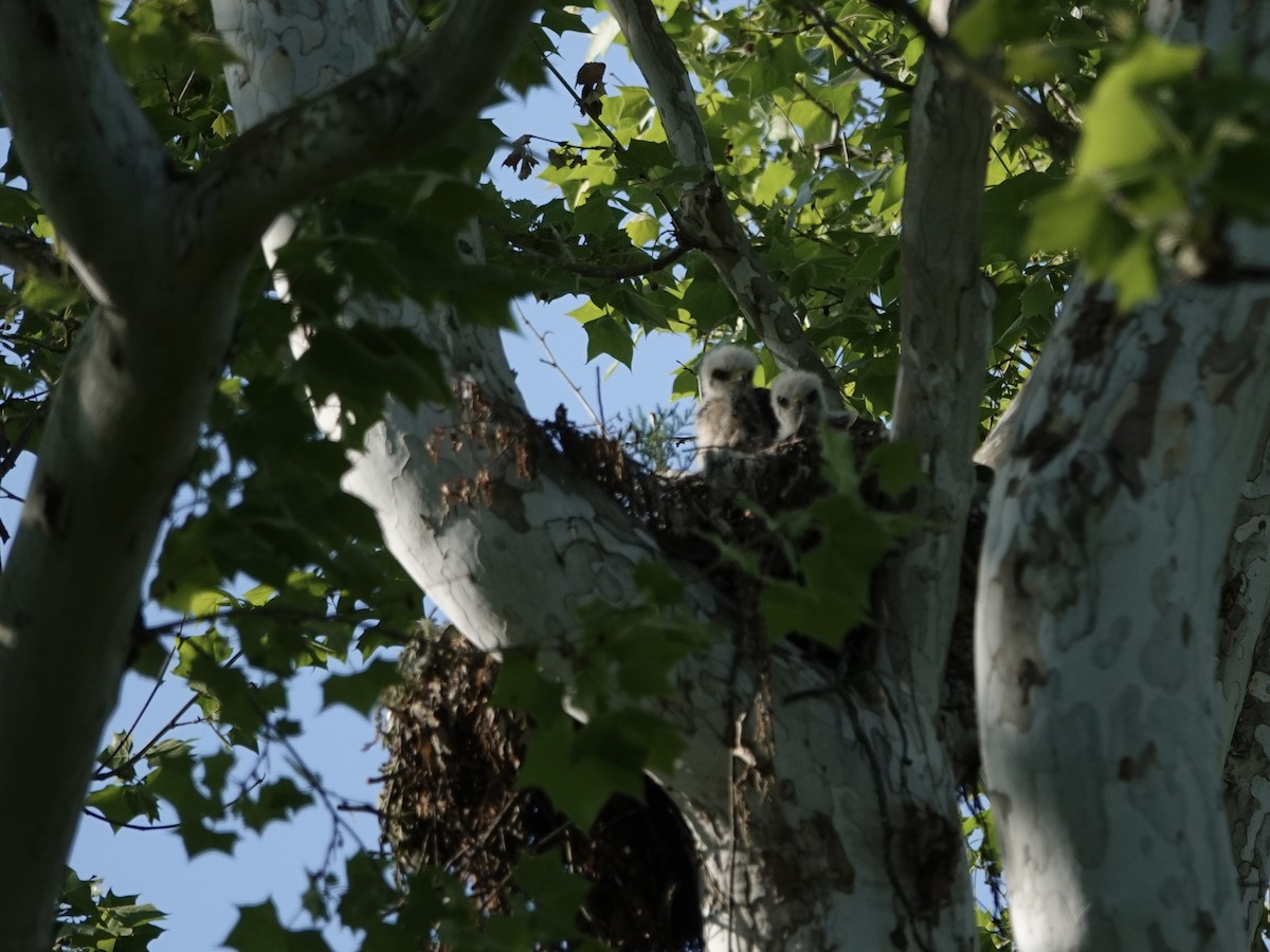 Red-shouldered Hawk - Lottie Bushmann