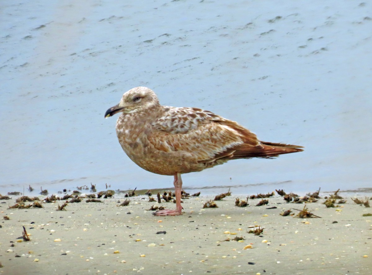 Herring Gull - JoAnn Potter Riggle 🦤