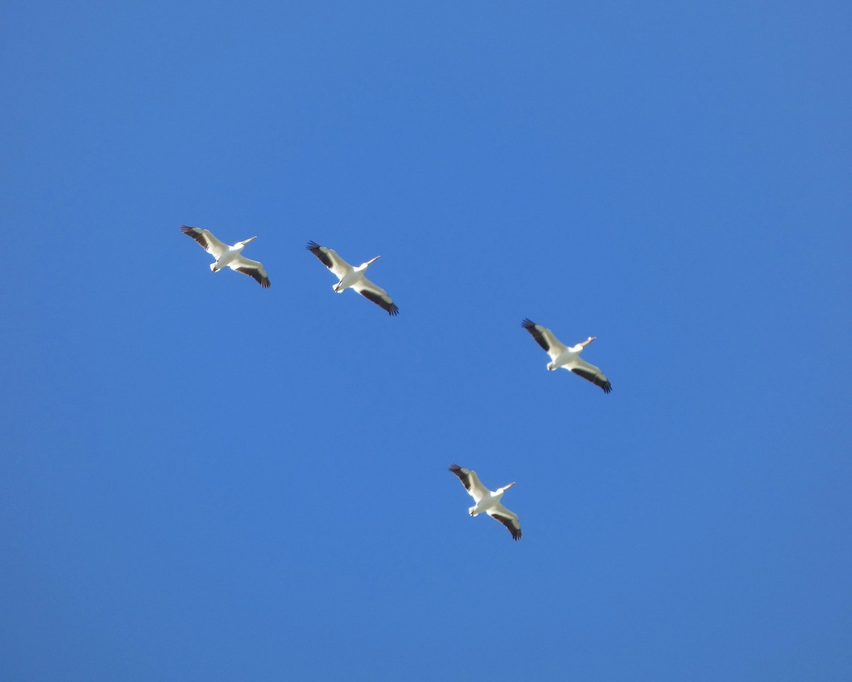 American White Pelican - ML618986013