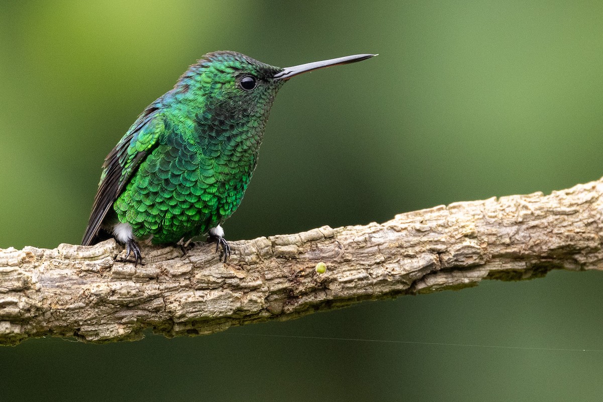 White-vented Plumeleteer (White-vented) - Michael Cook