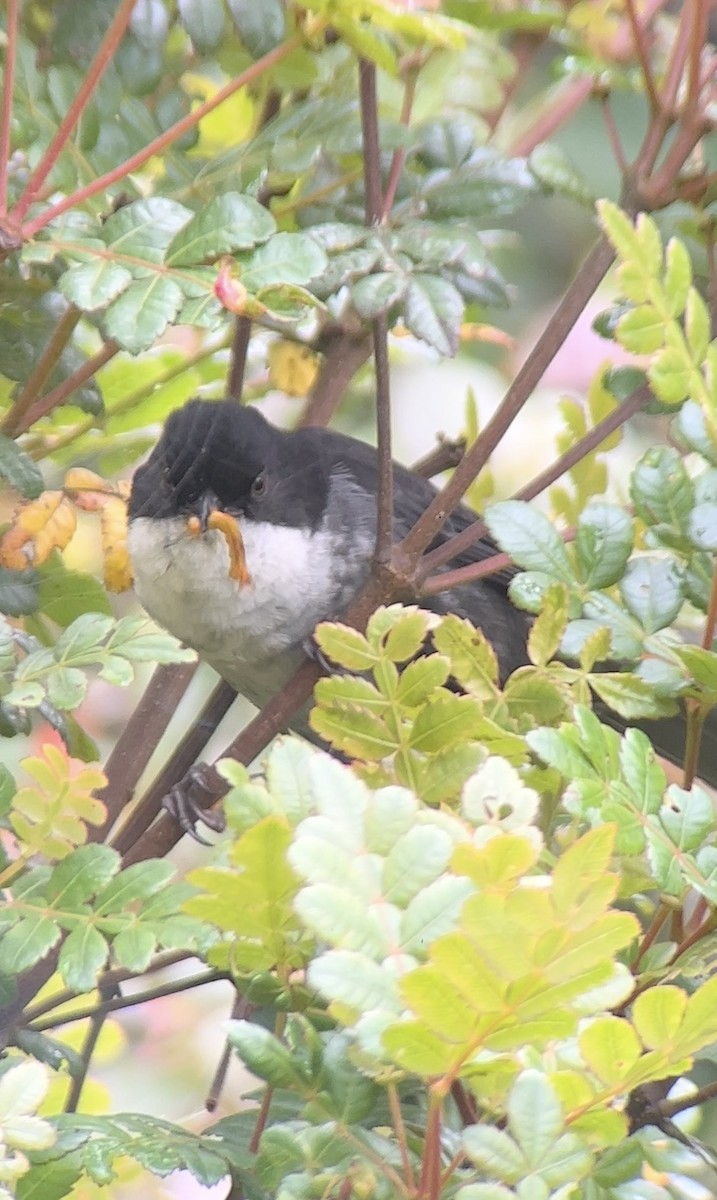 Black-backed Bush Tanager - Juan Manuel Arbeláez