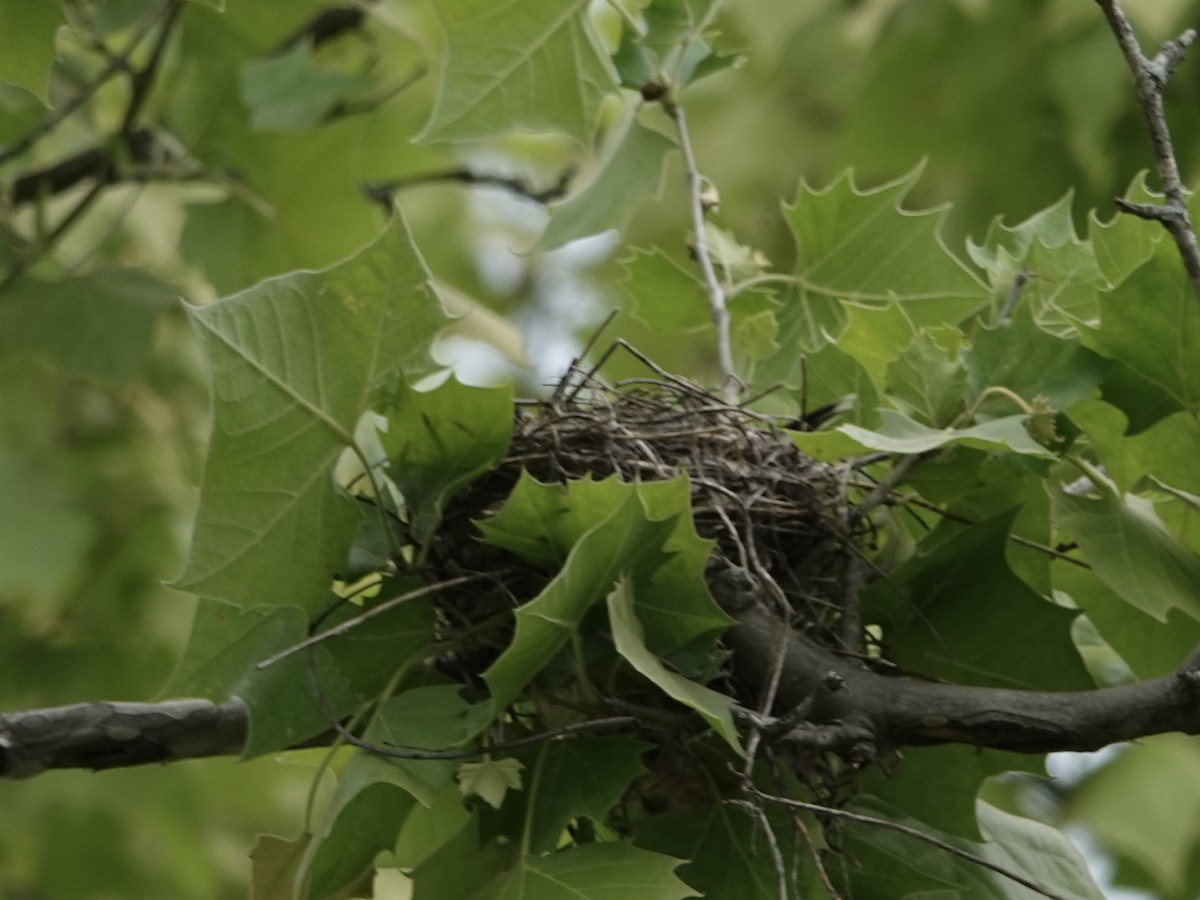 Eastern Kingbird - Lottie Bushmann