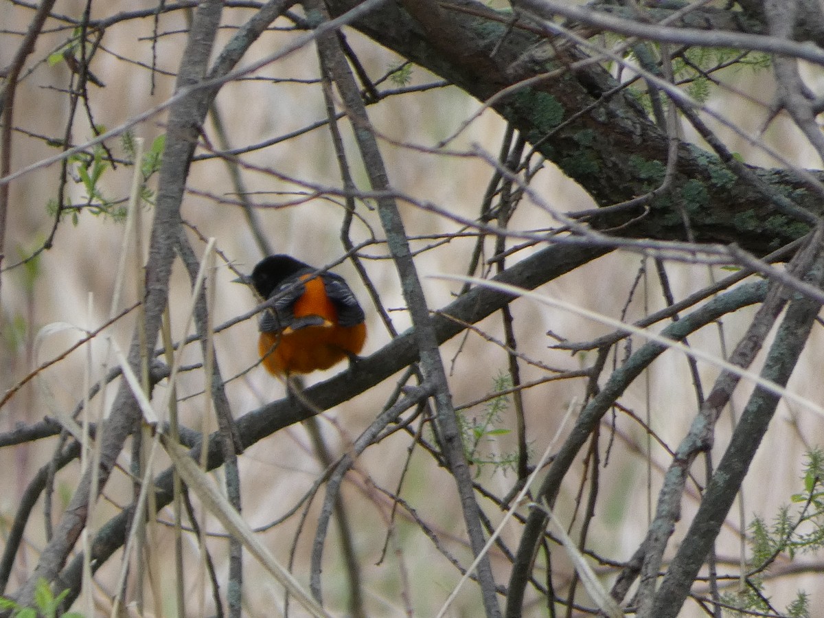 Baltimore Oriole - Johanne Lafrance