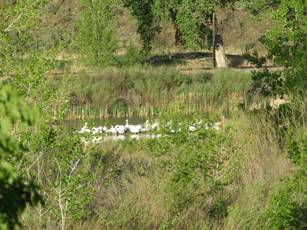 American White Pelican - ML618986050