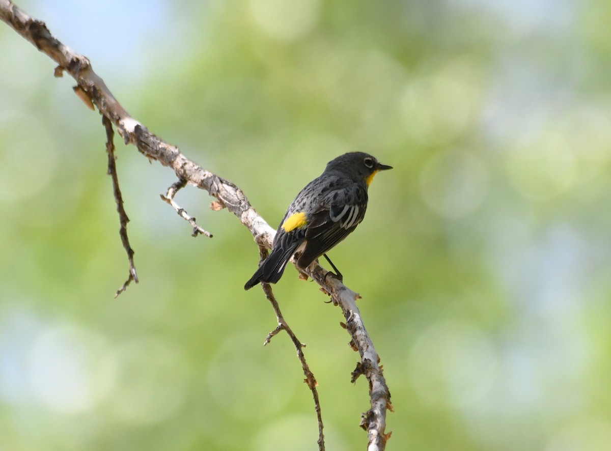 Yellow-rumped Warbler (Audubon's) - michelle trotter