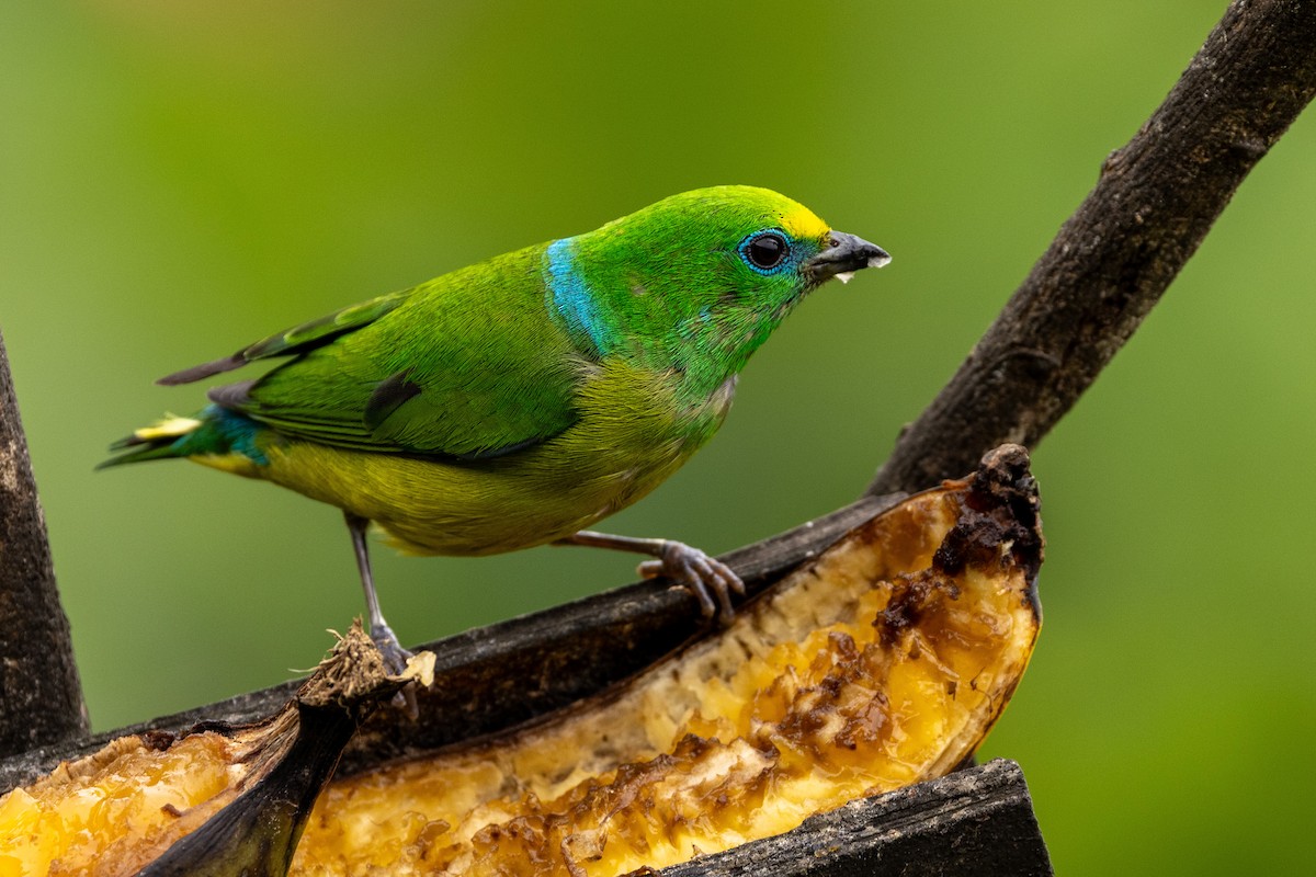 Blue-naped Chlorophonia - Michael Cook