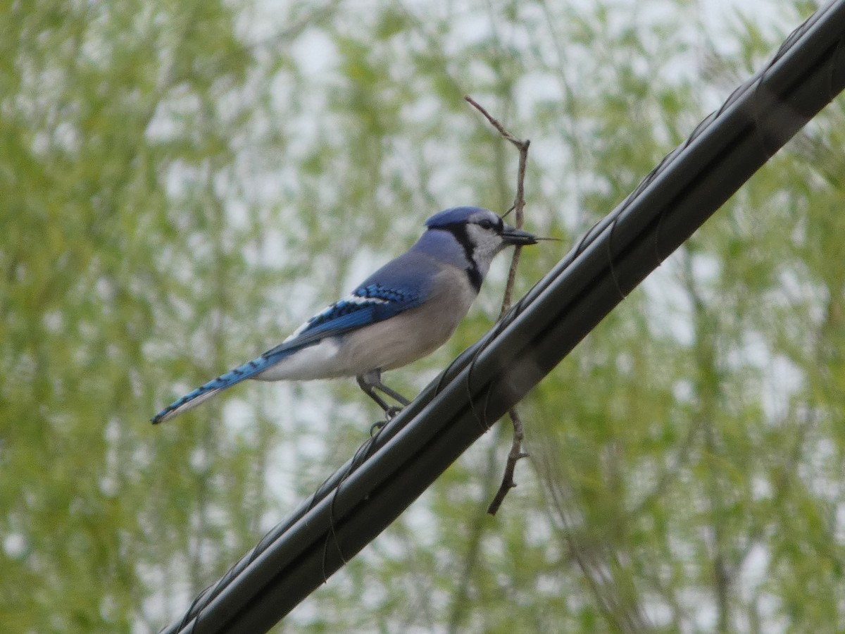 Blue Jay - ML618986061