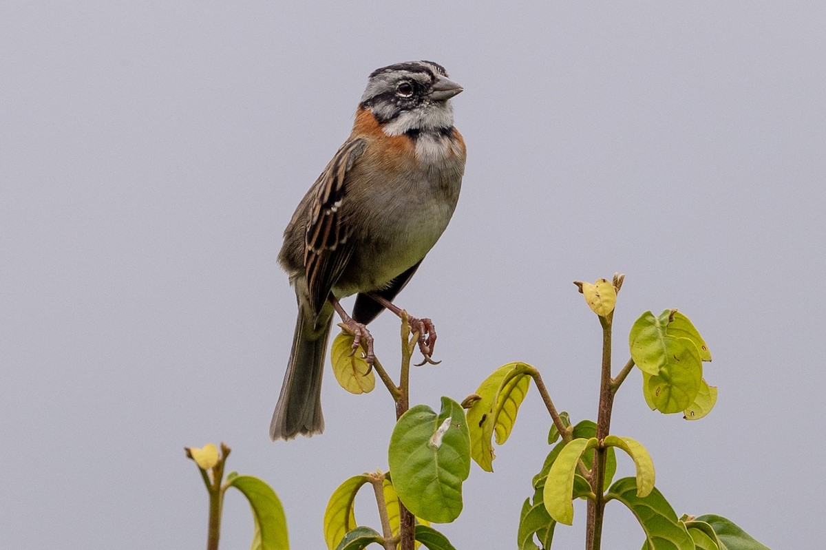Rufous-collared Sparrow (Rufous-collared) - Michael Cook